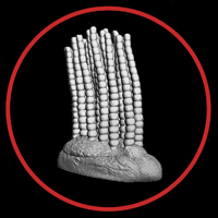 Funisia Ediacaran period lifeform by Paleozoo