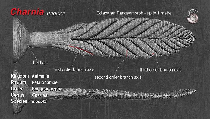 Charnia masoni model from Paleozoo Evolutionary Models