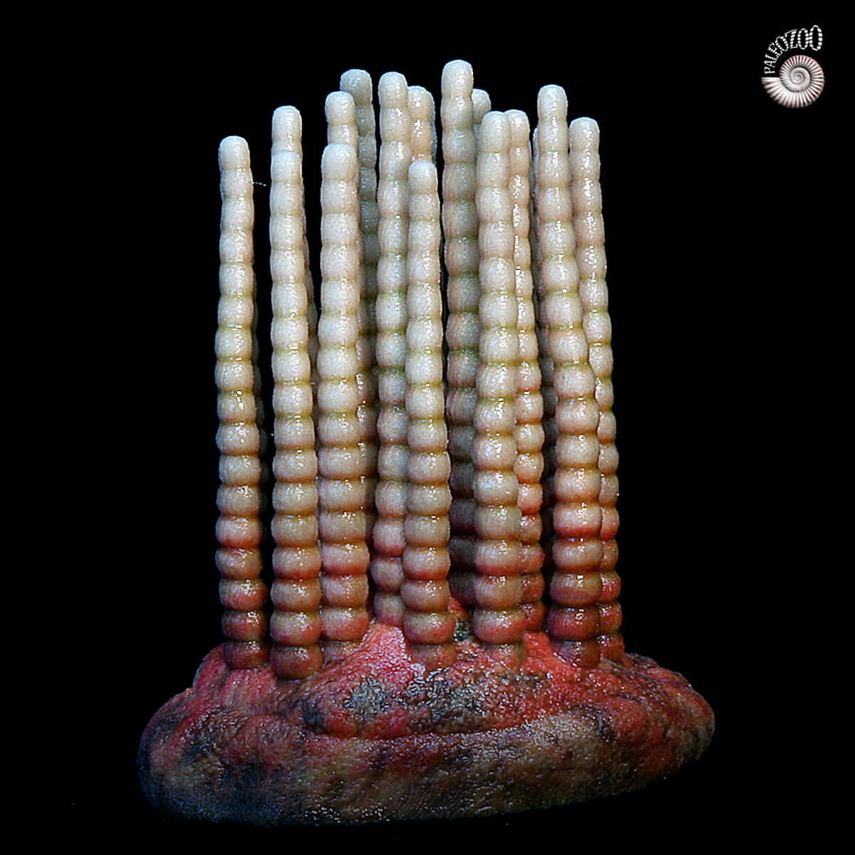 Funisia Ediacaran period lifeform model from Paleozoo 