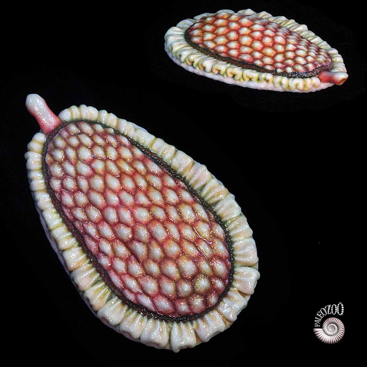 Kimberella quadrata model from Paleozoo 