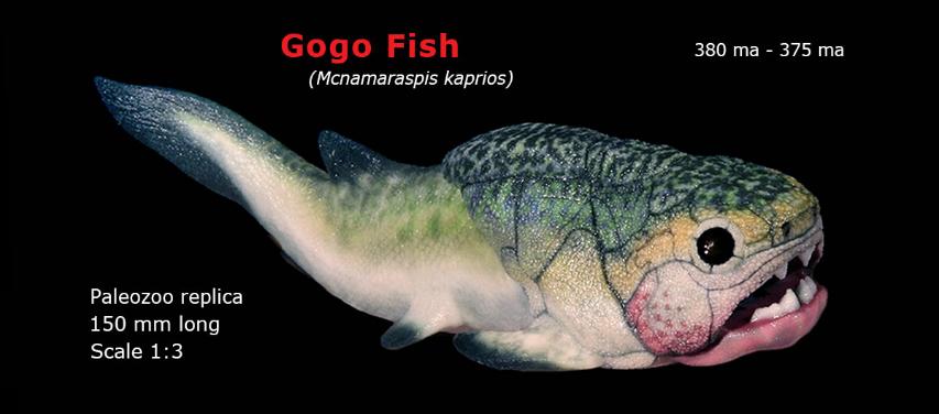 Goofillo Fish Gogo Fish from Paleozoo Evolutionary Models