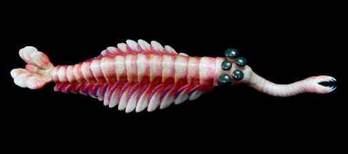 Opabinia regalis model dorsal view from Paleozoo by Bruce Currie