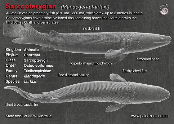 Sarcopterygian Mandageria anatomy artwork from Paleozoo by Bruce Currie