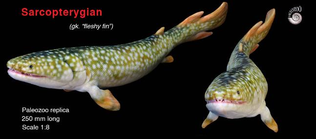 Sarcopterygian Mandageria fairfaxi model anterior view from Paleozoo by Bruce Currie